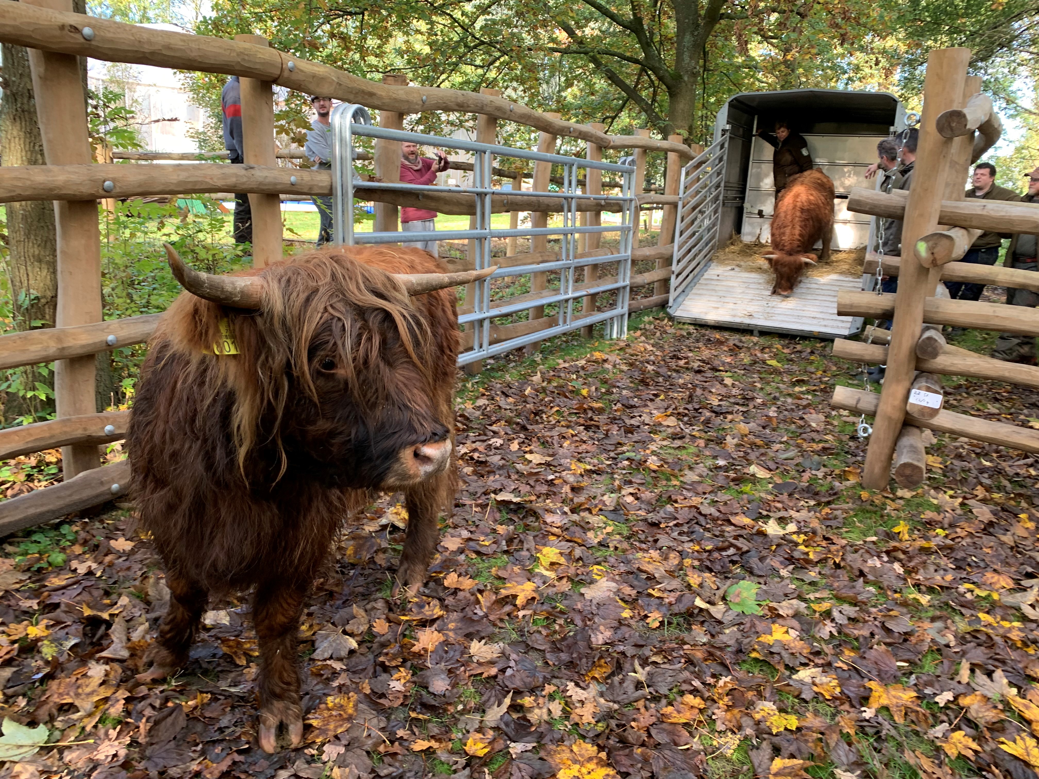 Schotse_Hooglanders_uitladen_3.jpg