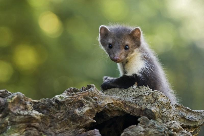 Ernst_Dirksen_Fotografie-zoogdierenwedstrijd-003_Steenmarter.jpg